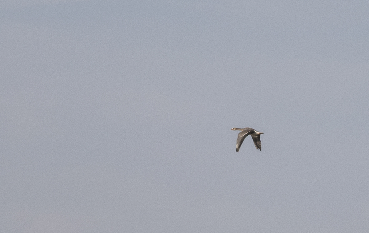 Greater White-fronted Goose